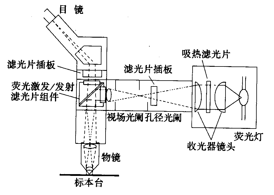 熒光顯微鏡原理圖，激發(fā)濾板和壓制濾色系統(tǒng)