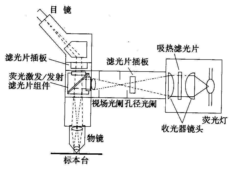 熒光顯微鏡光學系統(tǒng)